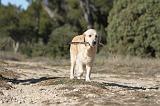 GOLDEN RETRIEVER 581